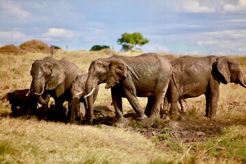Fototapeta na wymiar Elephants bathing in the mud
