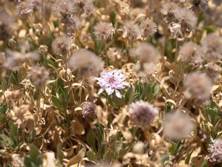 Flowers Teide national park Tenerife