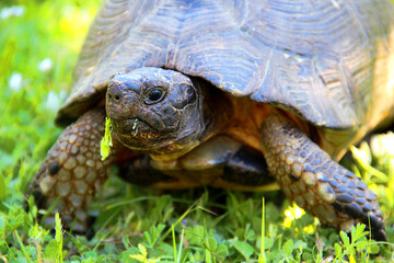 Tortoise having lunch