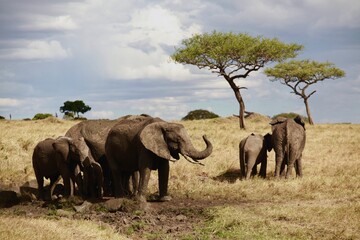 Fototapeta na wymiar Elephant Herd in the Maasai Mara