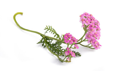 Pink yarrow flowers