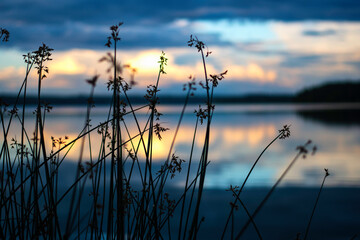 Plakat Reeds, grass in the evening sunset. Lake Senezh, peace and quiet