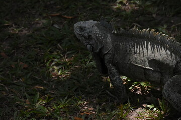chameleon walking on the ground