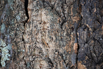 Embossed texture of brown tree bark. Wood surface background.Close up.