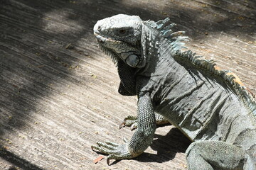 chameleon walking on the ground