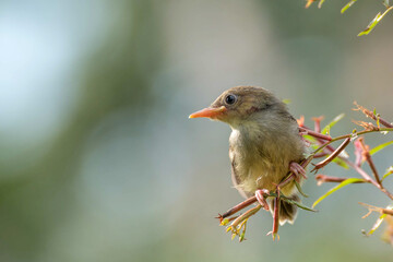 Singing birds perched on tree branch