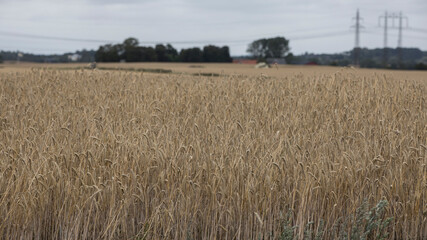 Scanian landscapes in late summer