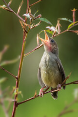Singing birds perched on tree branch