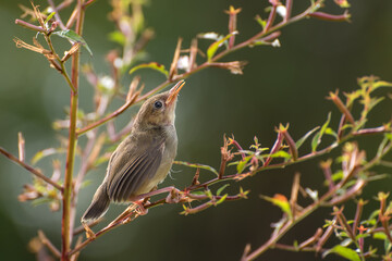 Singing birds perched on tree branch