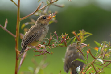 Singing birds perched on tree branch