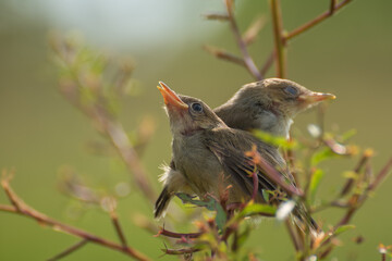Singing birds perched on tree branch