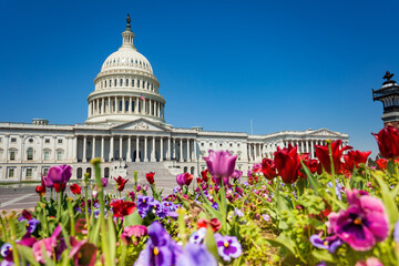 View of The United States Capitol Building home of the USA Congress through colorful flowers in Washington, D.C.