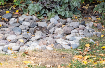 A Big Rat Eating Bird Seeds Found Between River Rocks in a Backyard Garden