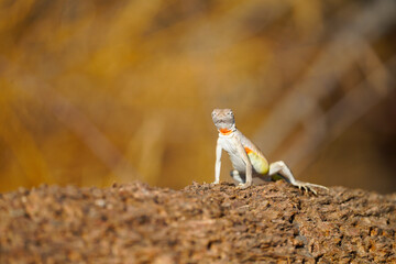 Zebra-tailed Lizard
