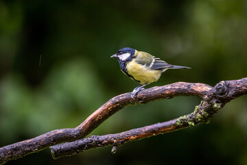 Obraz premium Kohlmeise an einem Regentag
