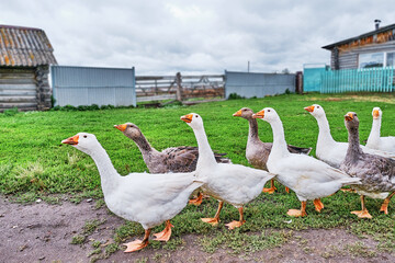 White and motley geese walk in a row through the village