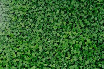 Top view of green moisty mustard sprouts densely covering garden bed