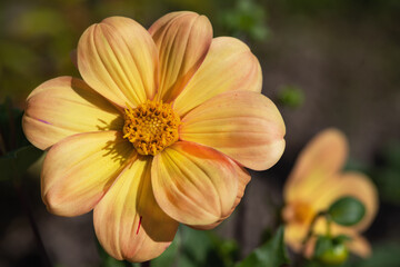 yellow dahlia in the garden