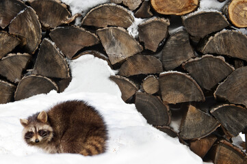Fototapeta premium Raccoon at woodpile.