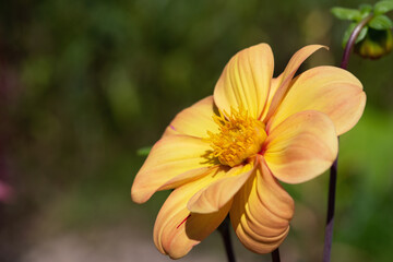 yellow dahlia in the garden