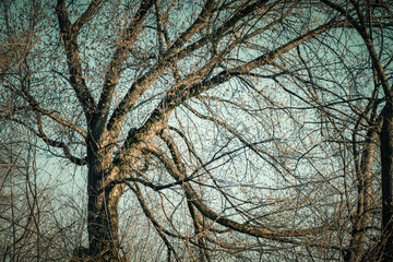 trees and sky