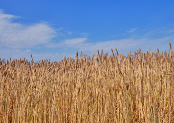 wheat ears on an agricultural field