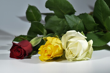 Świeże, pachnące, kolorowe róże na różnych tłach. - obrazy, fototapety, plakaty