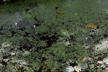 plants in the middle of garden with pond