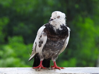 Wet Pigeon Close up shot focusing just on the face of the bird
