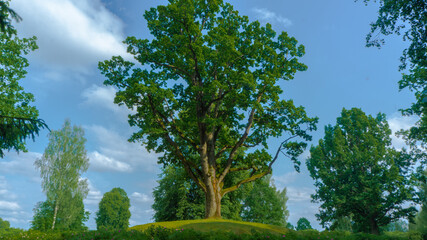 oak from Pushkin's fairy tales. 
A tree known from fairy tales. 
famous oak. Estate in the pskov region
