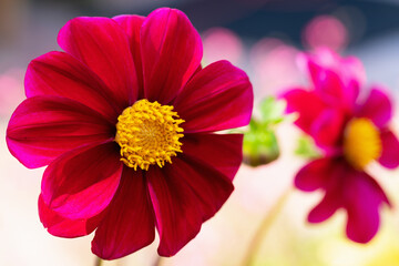 red dahlias in the garden