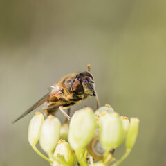 Animals and insects in forests and land in Scania Sweden