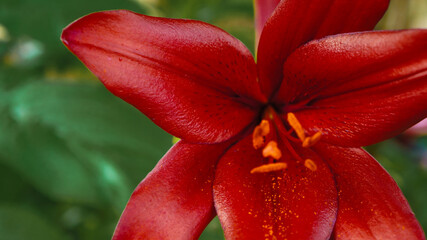 Red lily flower. 
Lily flower close up on green background. Greeting card with lily flower