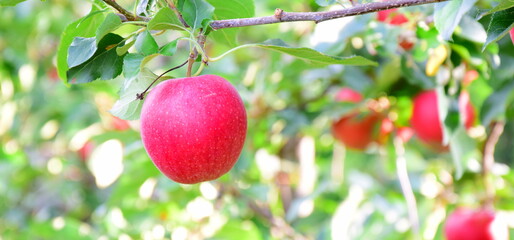 Rote reife Äpfel am Apfelbaum  - Herbst und Erntezeit in Südtirol
