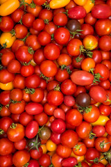 We see a tray of tomatoes that has been collected. Photo can be used as background.