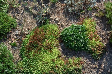  Lukov. Castle ruins. Bed of rock gardens. East Moravia. Czechia. Europe.