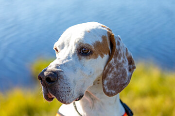 Portrait of an English Pointer. Fantastic hunter and friend.