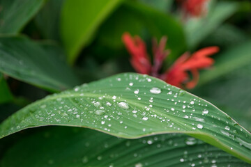 Dew on a leaf in the morning. Natural, large, round drops of water. Water drop sparkles in the sunlight. Shadows.