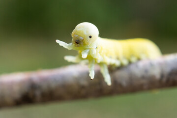 Cimbex femoratus birch Sawfly caterpillars.