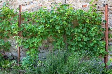 Lukov. Castle ruins. Vineyard near the castle wall. East Moravia. Czechia. Europe.
