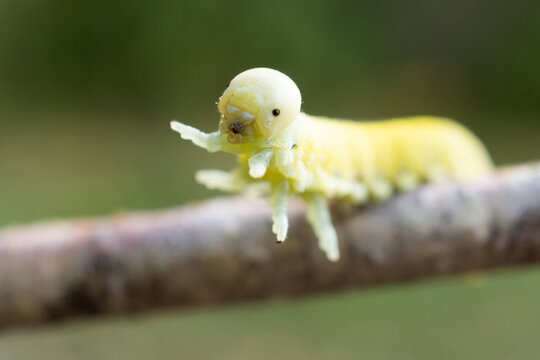 Cimbex femoratus birch Sawfly caterpillars.