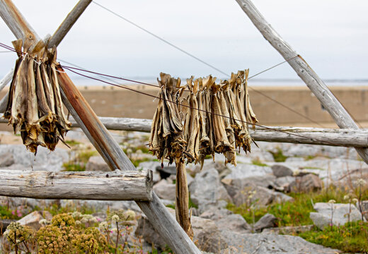 Drying rack, is an norwegian traditional way of drying fish. For centuries, Norwegians have exported dried fish to Spain, Portugal and South America, among others. 