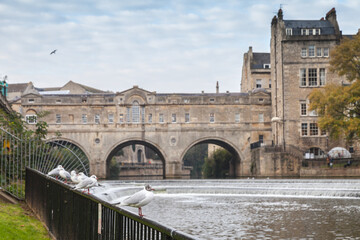 Obraz premium Seagulls are in Bath old town