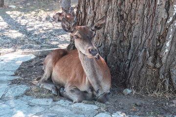 Wild red deer, Cervus elaphus, at Parnitha forest mountain, Greece.
