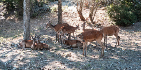Many wild red deer, Cervus elaphus, at Parnitha forest mountain, Greece.
