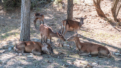 Many wild red deer, Cervus elaphus, at Parnitha forest mountain, Greece.