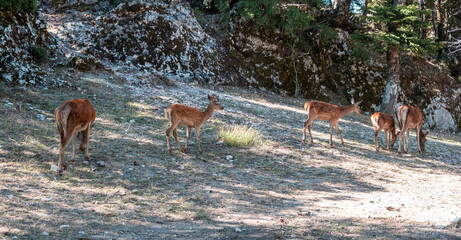 Many wild red deer, Cervus elaphus, at Parnitha forest mountain, Greece.