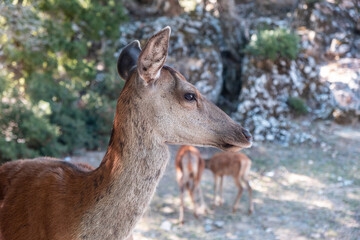 Wild red deer, Cervus elaphus, at Parnitha forest mountain, Greece. Blur background.