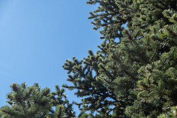 Fir tree needles close up, blue sky background