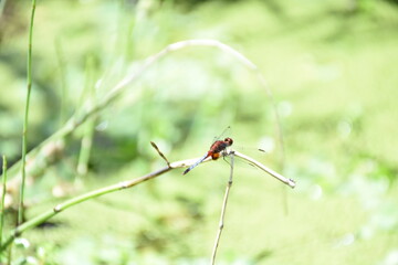 dragonfly on a branch